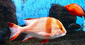 Red emperor at Mie Pref. aquarium