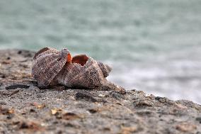 Odesa beaches