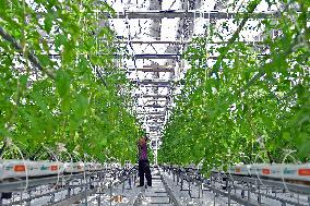 A Smart Greenhouse in Yantai