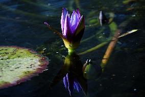 A Water Lily Blooms in The West Lake in Hangzhou