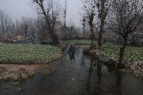 Srinagar It Freezes