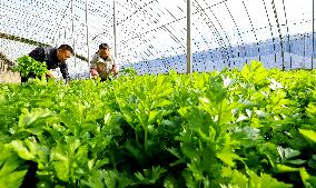 A Vegetable Greenhouse in Zhangye