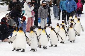 Penguin parade rehearsal at northern Japan zoo