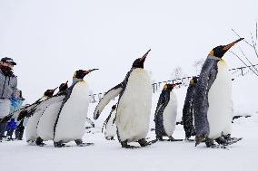 Penguin parade rehearsal at northern Japan zoo