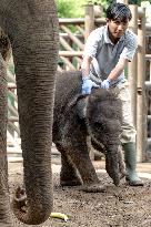 INDONESIA-BALI-SUMATRAN ELEPHANT-BABY