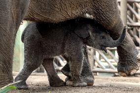 INDONESIA-BALI-SUMATRAN ELEPHANT-BABY