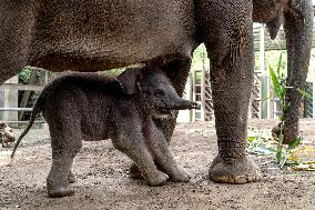 INDONESIA-BALI-SUMATRAN ELEPHANT-BABY