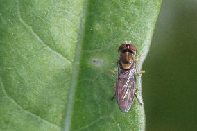 Margined Calligrapher Hoverfly