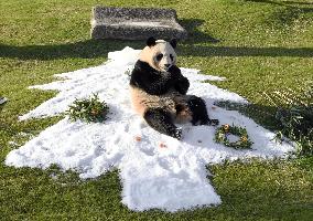 Giant panda Fuhin