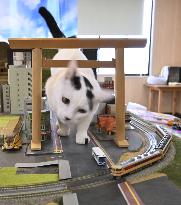 Cat at railroad diorama restaurant