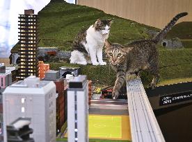 Cats at railroad diorama restaurant