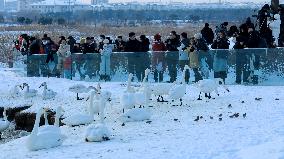 Whooper Swan National Nature Reserve in Rongcheng