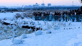 Whooper Swan National Nature Reserve in Rongcheng