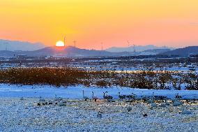 Whooper Swan National Nature Reserve in Rongcheng