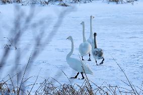 Whooper Swan National Nature Reserve in Rongcheng