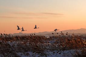 Whooper Swan National Nature Reserve in Rongcheng