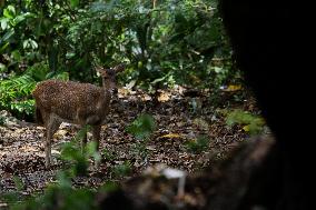 Indonesia-Animal-Deer