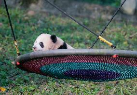 Panda at Chongqing Zoo