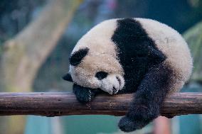 Panda at Chongqing Zoo