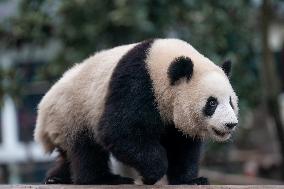 Panda at Chongqing Zoo