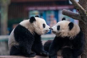 Panda at Chongqing Zoo