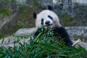 Panda at Chongqing Zoo