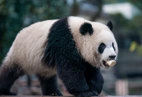 Panda at Chongqing Zoo