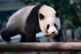 Panda at Chongqing Zoo