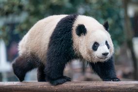 Panda at Chongqing Zoo