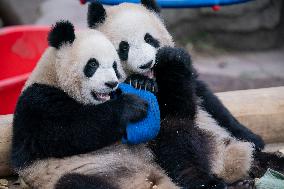 Panda at Chongqing Zoo