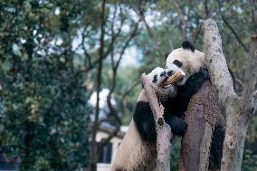 Panda at Chongqing Zoo