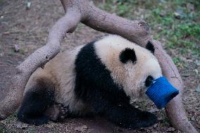 Panda at Chongqing Zoo