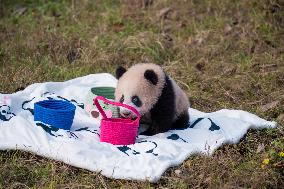 Panda at Chongqing Zoo