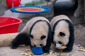 Panda at Chongqing Zoo