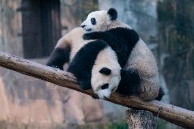 Panda at Chongqing Zoo