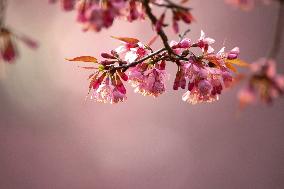 #CHINA-YUNNAN-WINTER CHERRY BLOSSOM (CN)