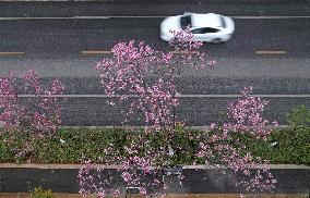 #CHINA-YUNNAN-WINTER CHERRY BLOSSOM (CN)