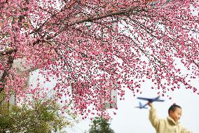 #CHINA-YUNNAN-WINTER CHERRY BLOSSOM (CN)