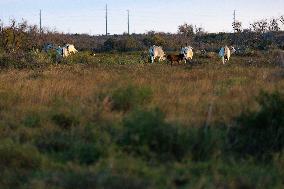 Cattle Graze On Texas Farm