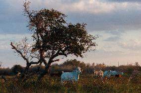 Cattle Graze On Texas Farm