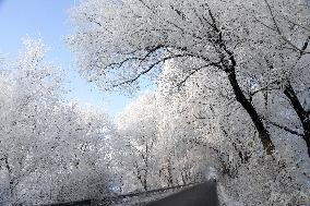 Rime Scenery in Shenyang