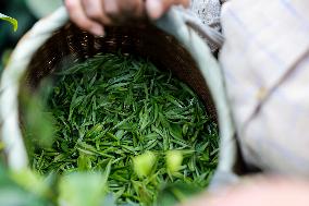 Xinhua Headlines: Chinese new-style tea brewing global appeal via overseas expansion