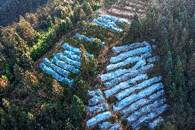 Trees Crown With Film in Congjiang