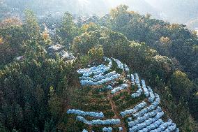 Trees Crown With Film in Congjiang