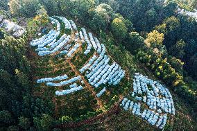 Trees Crown With Film in Congjiang