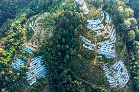 Trees Crown With Film in Congjiang