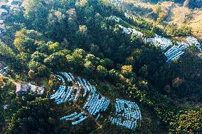 Trees Crown With Film in Congjiang