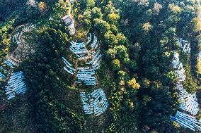 Trees Crown With Film in Congjiang