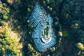 Trees Crown With Film in Congjiang