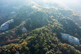 Trees Crown With Film in Congjiang